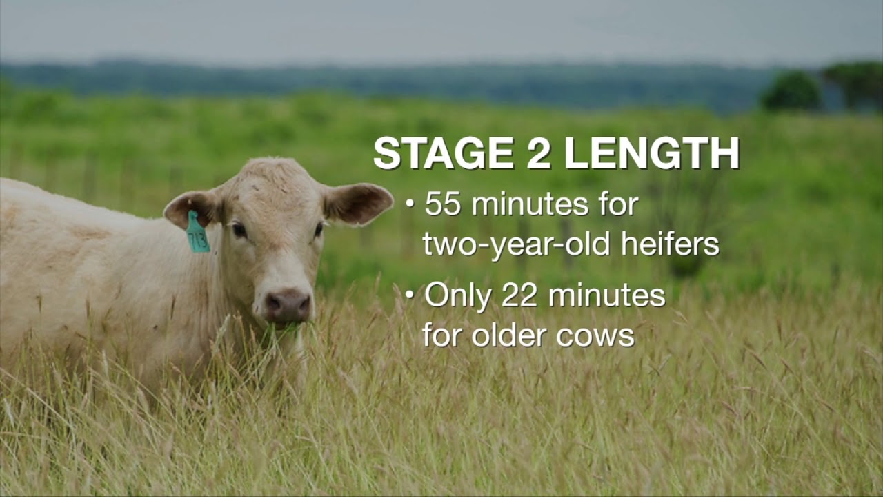 CowCalf Corner (8/26/17) YouTube