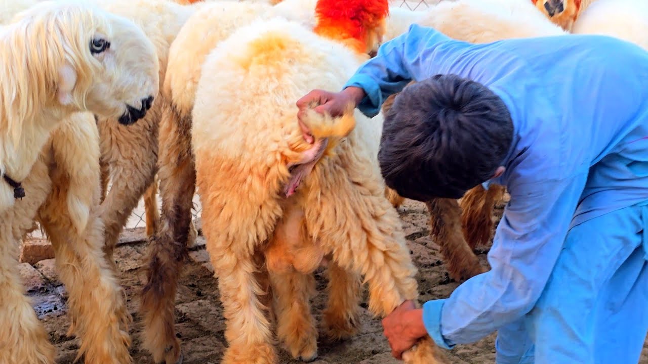 sheep farming 30 lakh bachat 22 August 2025 mundri sheeps for sale