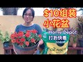 （41）如何$10組裝小花盆🌺🌺🌺 Home Depot 打折省錢💰快看！