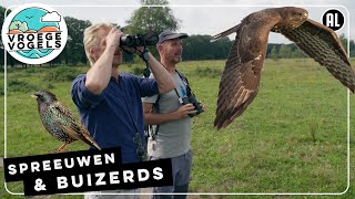 Vliegtechnieken van spreeuwen en buizerds | TV | Vroege Vogels
