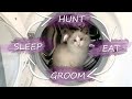 Kitten VLOG | A day in life with a Ragdoll cat | Ragdolls Pixie and Bluebell