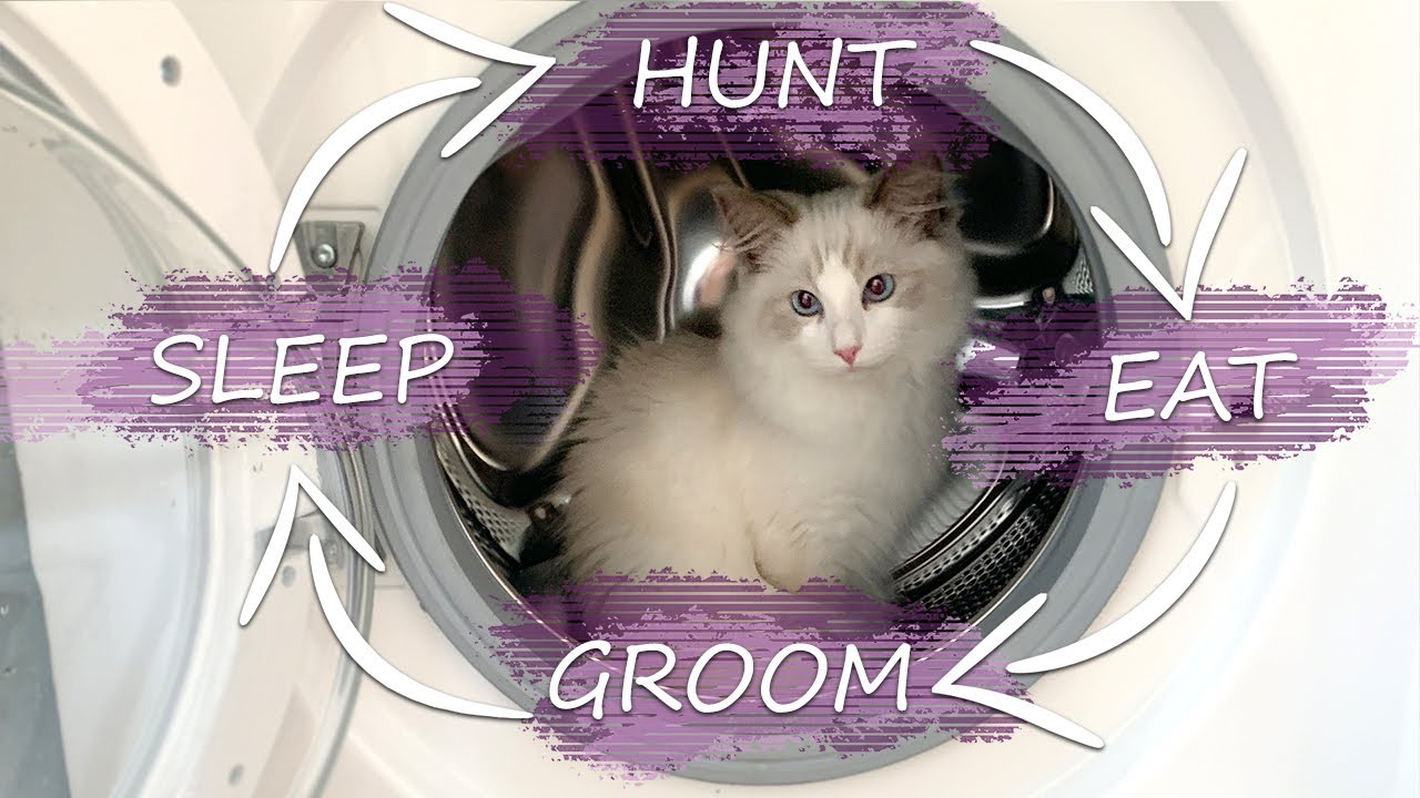 Видеоблог о котятах | День из жизни с кошкой породы рэгдолл | Рэгдоллы Пикси и Блюбелл