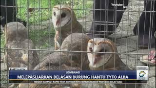 Atasi hama tikus dengan lepasliarkan burung hantu