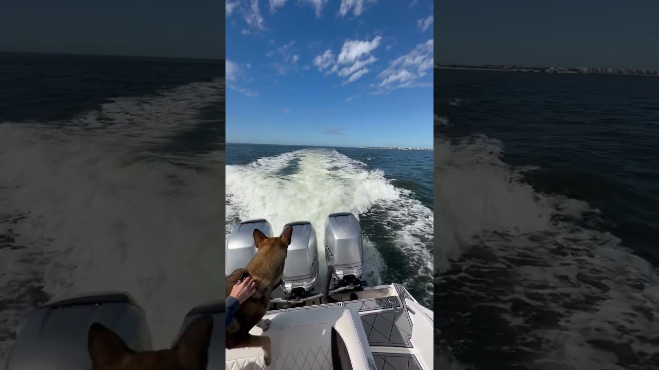 Dolphins Jumping around a Boat Causing a Dog to Get Startled
