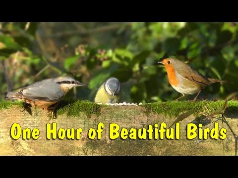 vote no on birds chirping birds singing vote no on birds chirping birds singing