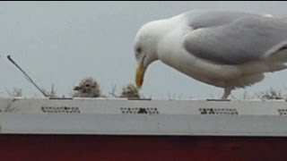 More herring gull chicks