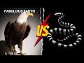 Fierce battle eagle vs sea snake  animal fights  fabulous earth