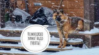 Совиный дол опять заметает снегом. Кот Пуаро ночевал на чердаке. Кошка Морошка принесла мышь в дом