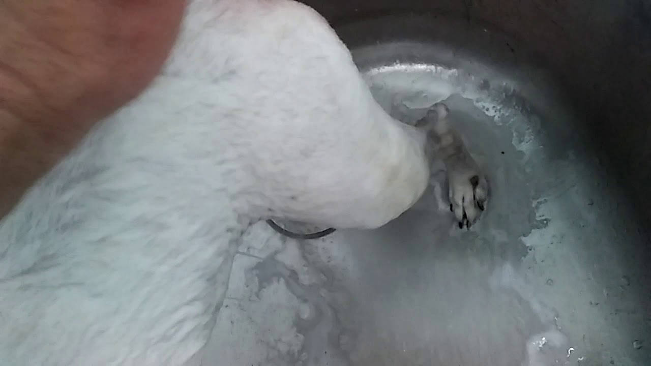 Dog Product Review Happy Jack Itch no more Dog Shampoo and Sulfodene 3