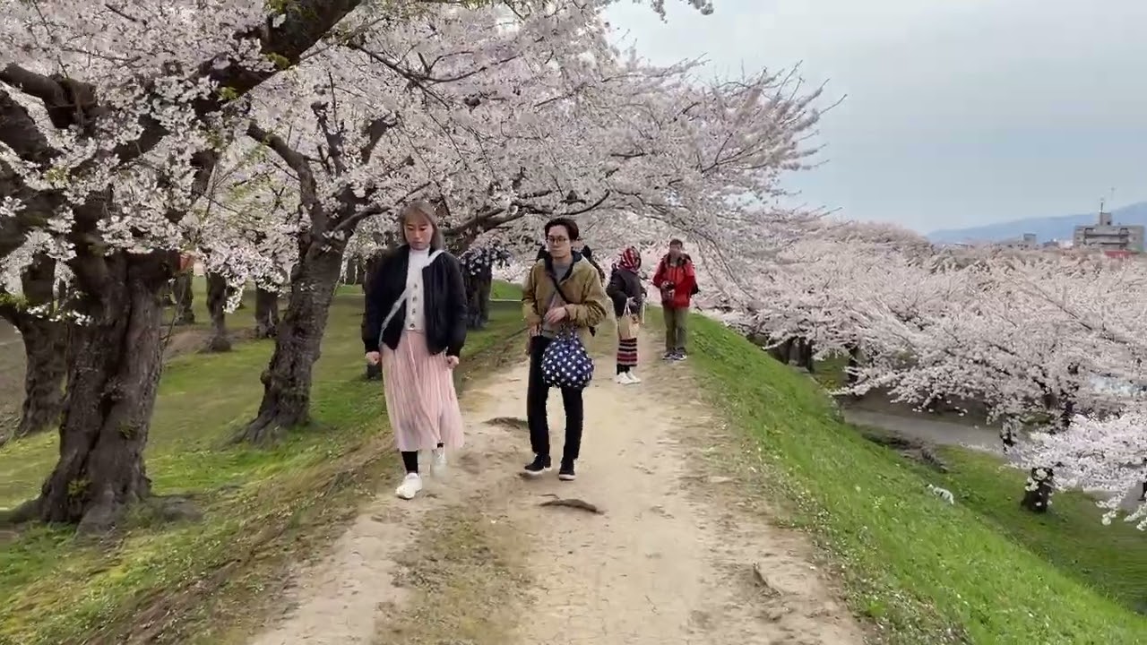 More Walking in Sakura at Goryukaku on First Day