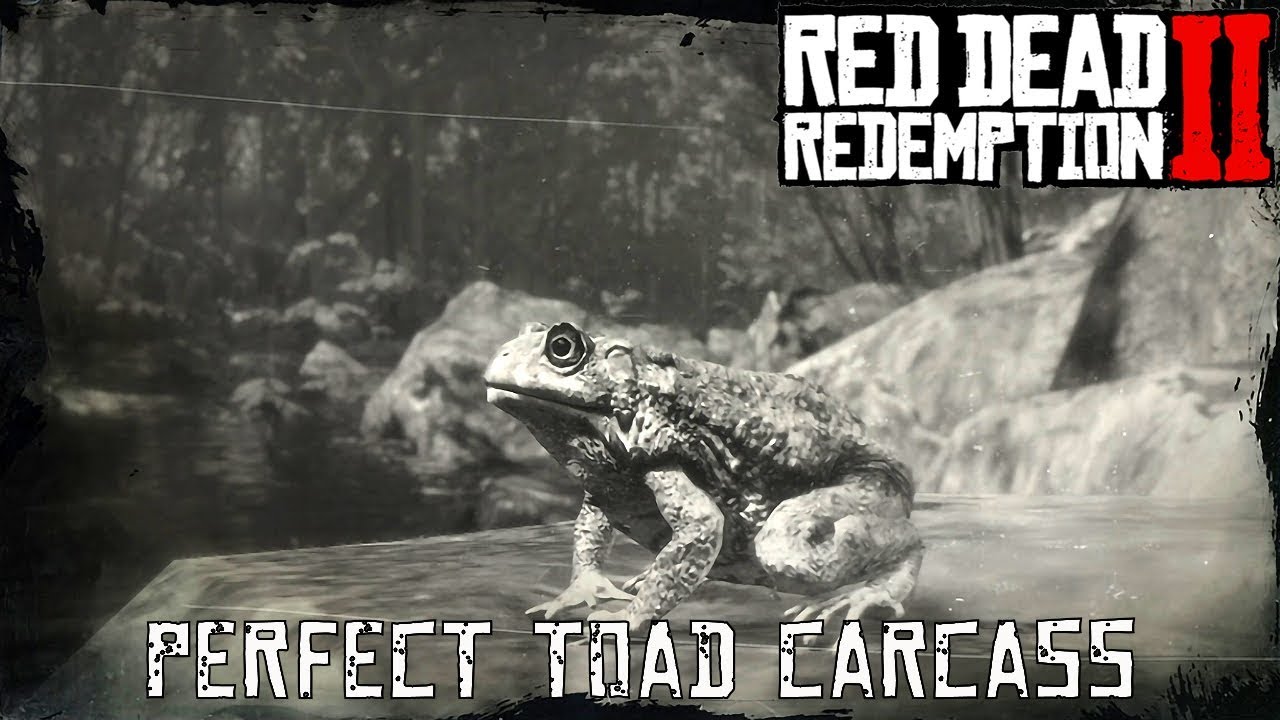 Red Dead Redemption 2 Perfect Toad Carcass YouTube