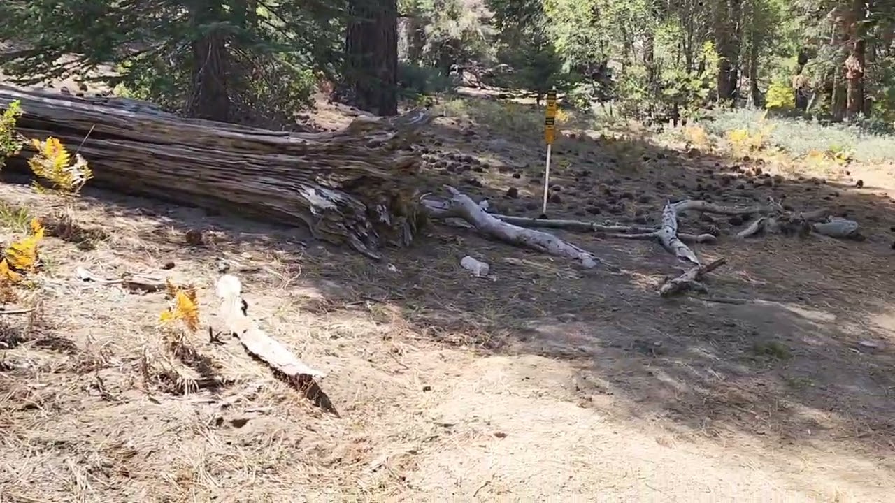 Champion Lodgepole via Castle Rock Trail  09/23/2022