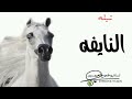 شيلة النايفه اداء المنشد سعد محسن جديد 2024 لطلب والاستفسار علا 0567174605 