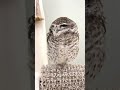 Owl Voice🦉♪ Tawny Owl ➤ Eagle Owl