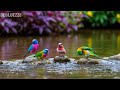 🔴 LIVE 24/7: Relaxing Piano & Gentle Birds 🌿 Focus Music for Study & Calm Mind