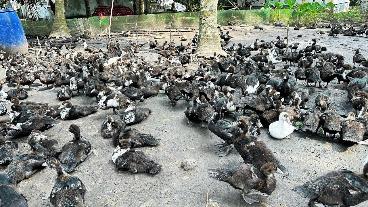 Bệnh vịt xiêm mùa nước nổi, giá lên cùng giá heo. Tin vui cho bà con