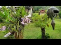 Natureza de Fazenda Rio Grande em 4K UHD