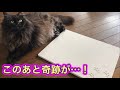 【犬猫の暑さ対策】珪藻土のひんやりマットを奮発！使ってくれるのか？！