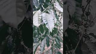 Download Lagu panen kopi masseh MP3