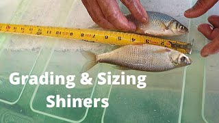 How to Grade & Sizes Your Shiners