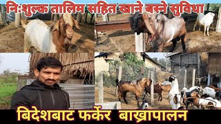 Free Goat Farming Training || jamunapari Goat Farming in Nepal