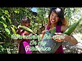 Ms. Everything harvesting Patola | Viants for today