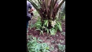 Memburu babi(1)