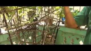 Organic Terrace Garden, Growing Bitter Gourd (Karela) in Pots