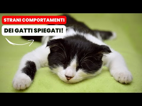 Video: Drop Dead Gorgeous: Nozioni di base sulla cura dei gatti che devi conoscere
