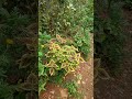 Merubah Pekarangan Jadi Kebun Bunga #gardening #flowers #short