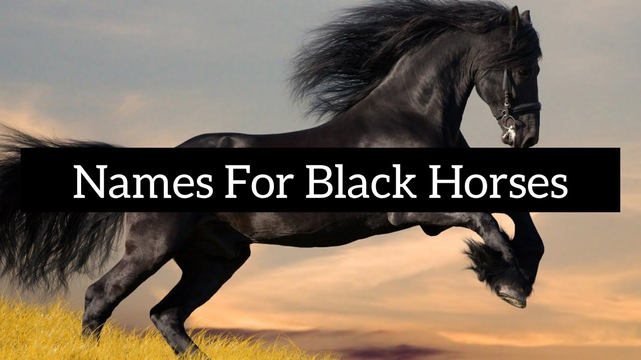 Names for Black Horses!!! equestrian YouTube
