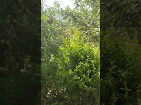 نهرات بر بدون اخطاء 