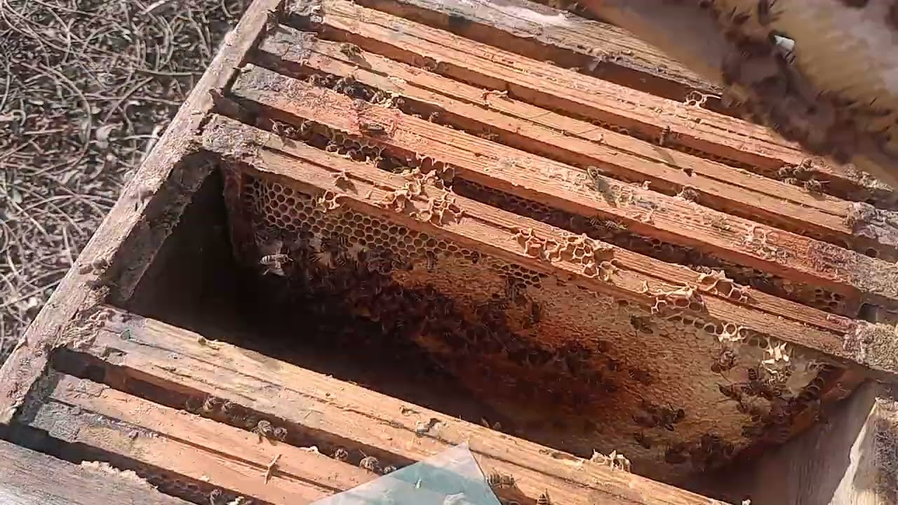 Przegląd wiosenny rodziny pszczelej 8 marzec 2025r.