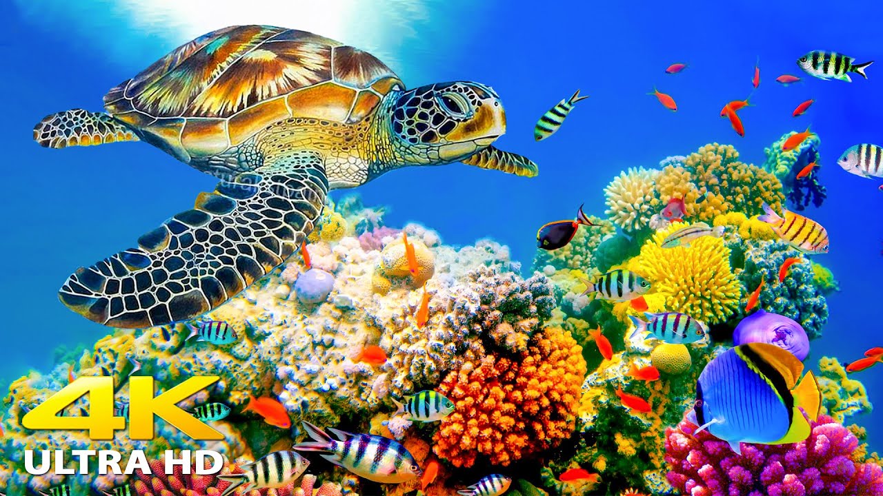 3HRS of 4K Turtle Paradise - Undersea Nature Relaxation Film + Relaxing Music by Starry Sky