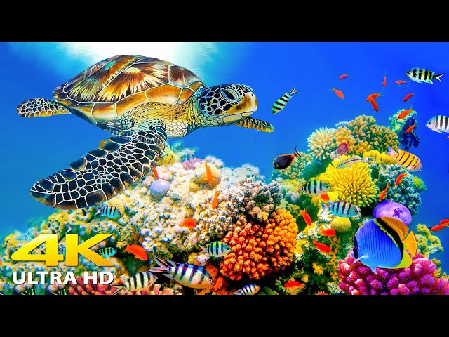 3HRS of 4K Turtle Paradise - Undersea Nature Relaxation Film + Relaxing Music by Starry Sky class=