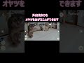 「猫妖怪オヤツ出せ」が出現ｗ #shots