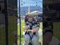 チワワEXPO楽しすぎた🥹💖 #チワワ #expo #犬のいる暮らし #vlog