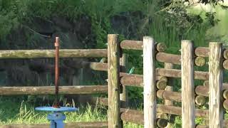 キングフィッシャー２．