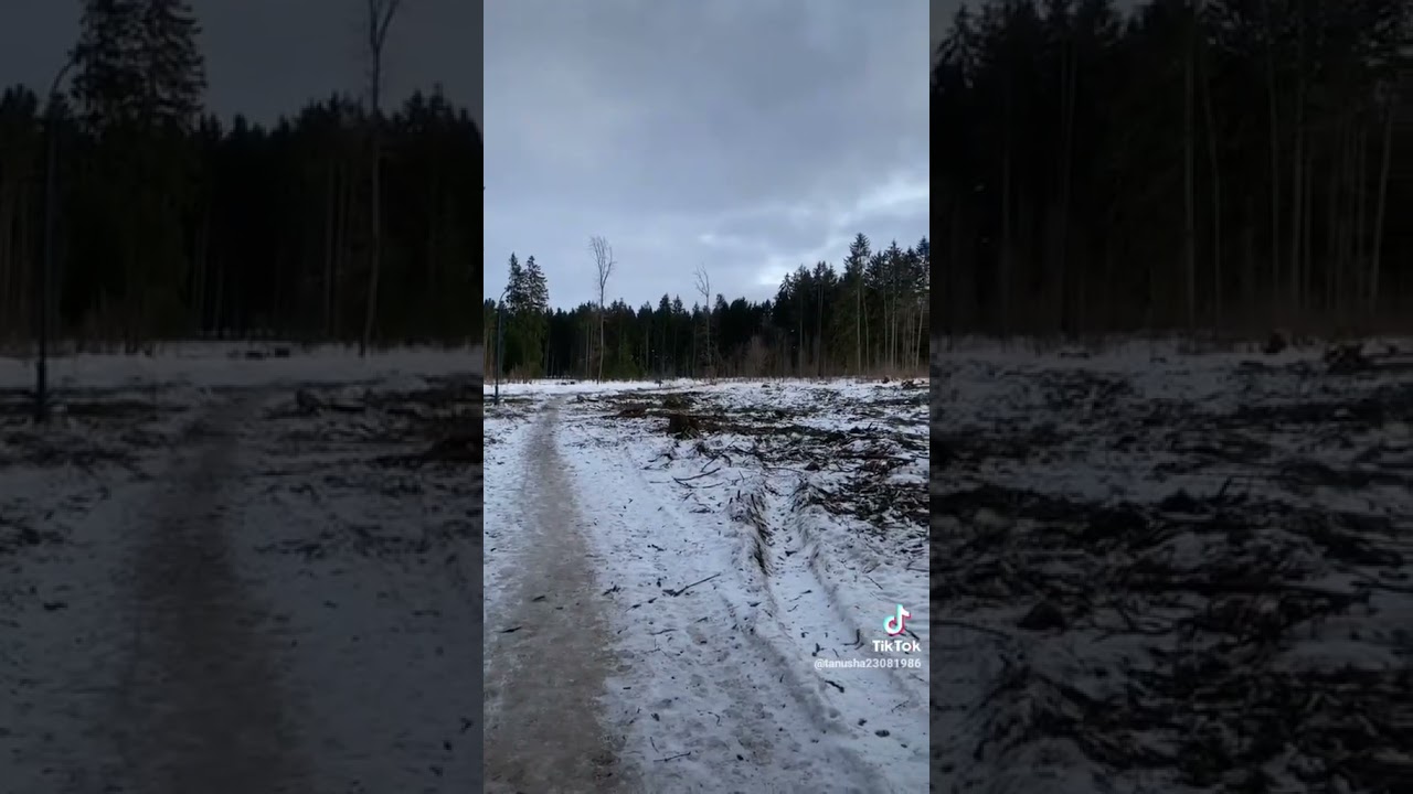 Минчанка опубликовала видео о лесопарке «Медвежино»