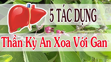 Cây An Xoa và 5 công dụng thần kỳ chữa bệnh về gan của cây an xoa