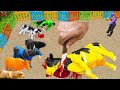 WADIDAU 🐮‼️PROSES POTONG SAPI SIMOLASI QURBANI IDULIDHA COW، GAAYE CARTOON VIDEO @farming-games 2