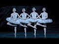 Swan lake  dance of the cygnets the royal ballet