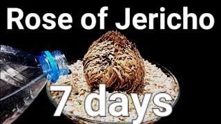 Rose of Jericho 7 days Time-Lapse