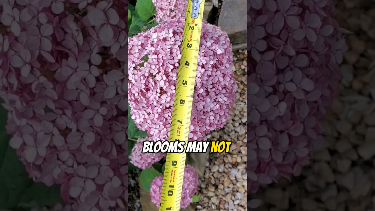 BETTER THAN THE ORIGINAL? 🤔 | INCREDIBALL BLUSH HYDRANGEA 