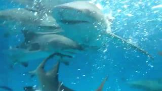 Organized Chaos - The Lemon sharks of Tiger Beach