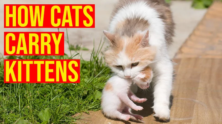 Anne Kediler Yavru Kedileri Yeni Bir Yere Nasıl Taşır?