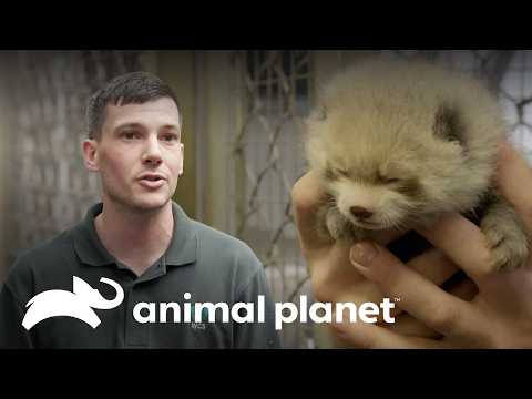 Zoo Creates Plan for Red Panda Mom | The Zoo | Animal Planet Brazil