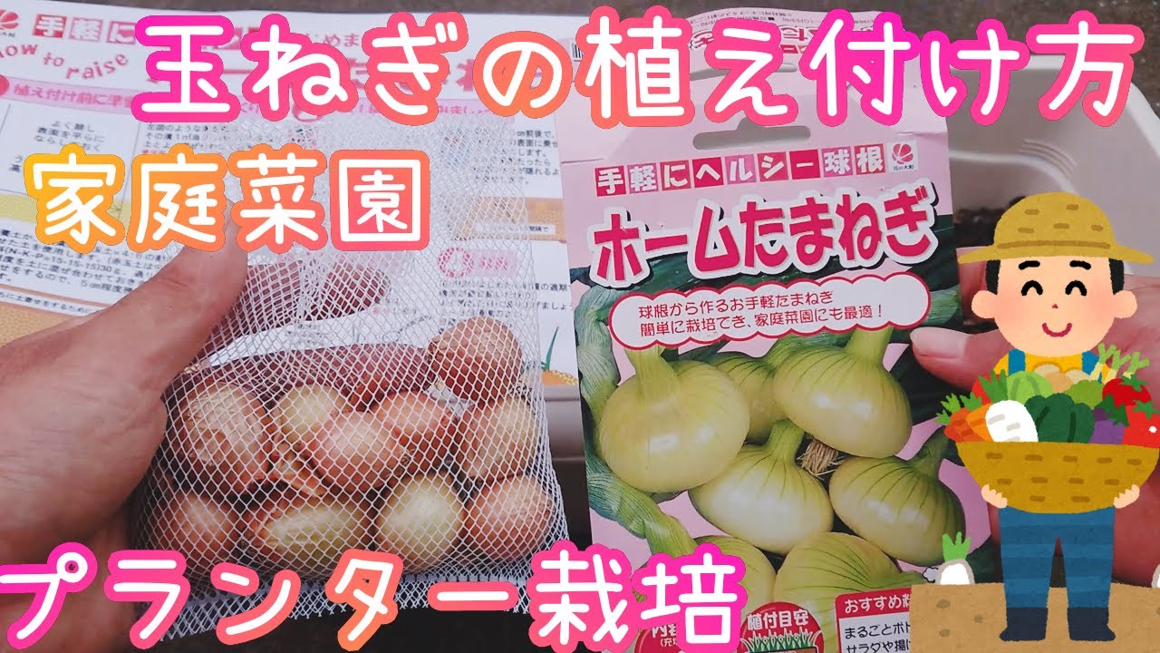 ホームたまねぎ プランター栽培 植え付け方 家庭菜園 21年 Youtube