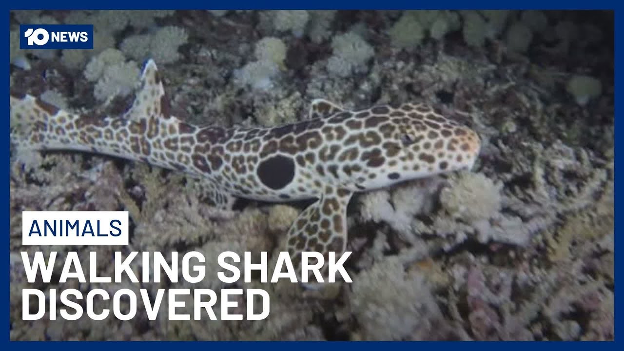 New Species Of Walking Shark Discovered By Aussie Researcher | 10 News