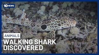 New Species Of Walking Shark Discovered By Aussie Researcher | 10 News